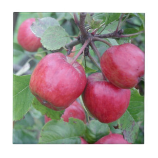 Carreau Pommes rouges dans l'arbre