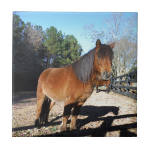 Carreau Poney brun ciel turquoise