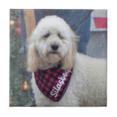 Carreau Poodle (Devant)