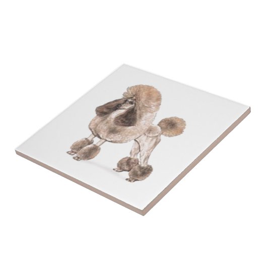 Carreau Poodle — Afficher le manteau (Côté)