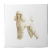 Carreau Poodle — Clip de chiot (Devant)