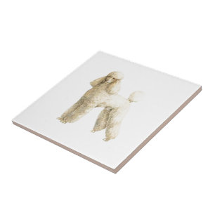 Carreau Poodle — Clip de chiot