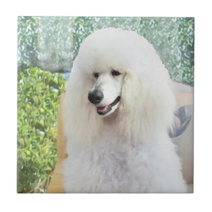 Carreau Poodle Standard Blanc