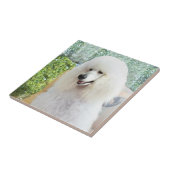 Carreau Poodle Standard Blanc (Côté)