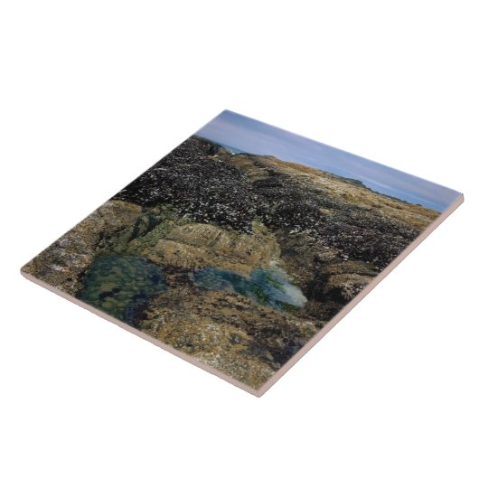 Carreau Pools à marée à Bob Creek, OU (Côté)