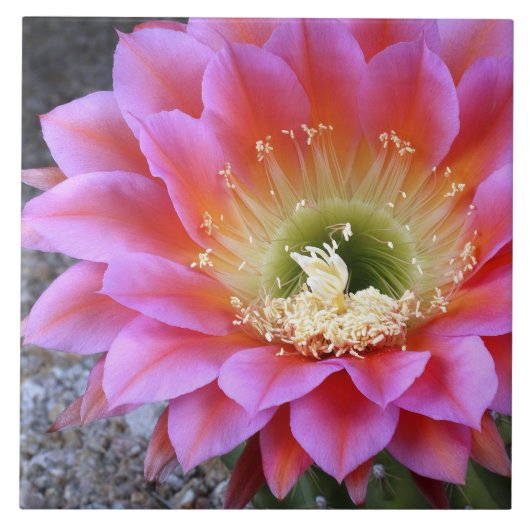 Carreau Pop de cactus rose (Devant)