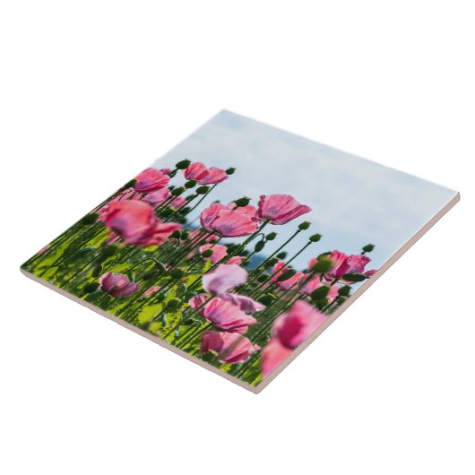 Carreau Poppies roses (Côté)