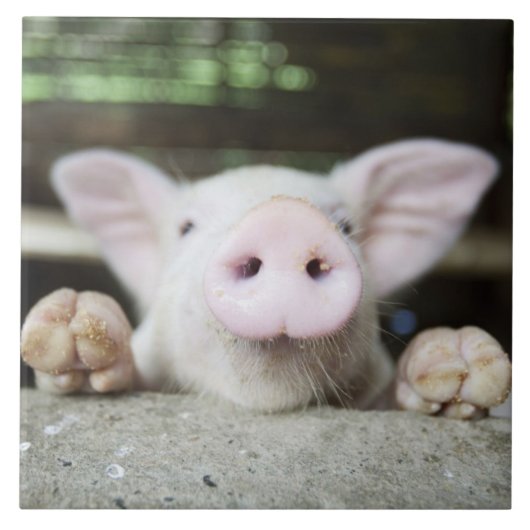 Carreau Porc de bébé dans le stylo, porcelet (Devant)