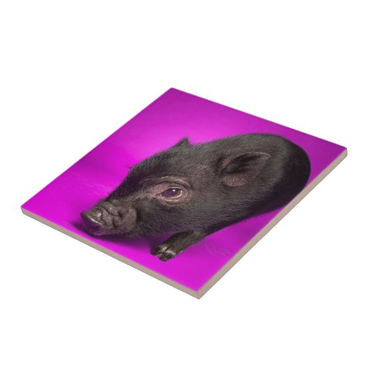 Carreau Porc noir de bébé (Côté)