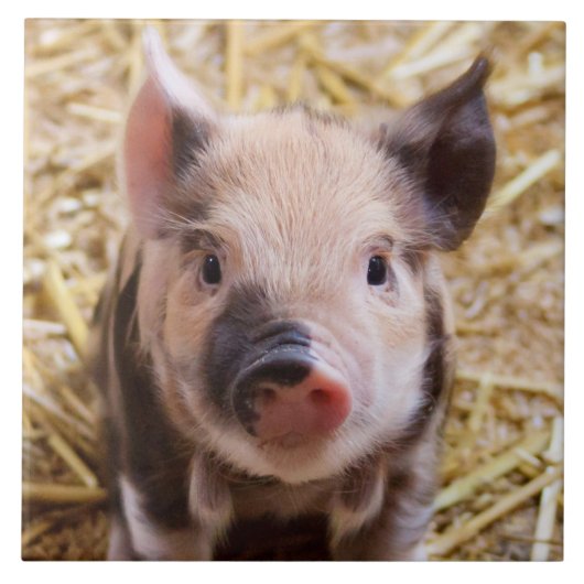 Carreau Porcelet (Devant)