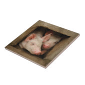 Carreau Porcelets curieux (Côté)