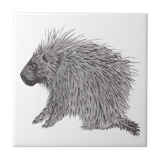 Carreau Porcupine (Devant)