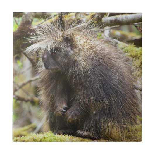 Carreau Porcupine déterminé (Devant)