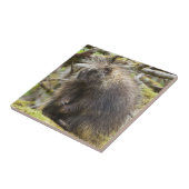 Carreau Porcupine déterminé (Côté)