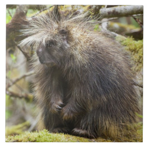 Carreau Porcupine déterminé