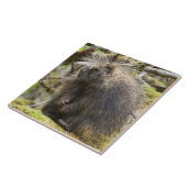 Carreau Porcupine déterminé (Côté)