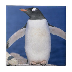 Carreau Port du Manchot gentoo (Pygoscelis papua)