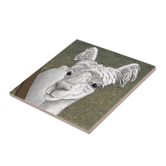 Carreau Portrait Alpaca 2 (Côté)