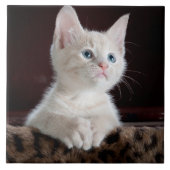 Carreau Portrait blanc mignon de chaton (Devant)