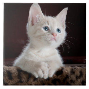 Carreau Portrait blanc mignon de chaton