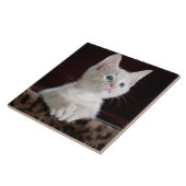 Carreau Portrait blanc mignon de chaton (Côté)