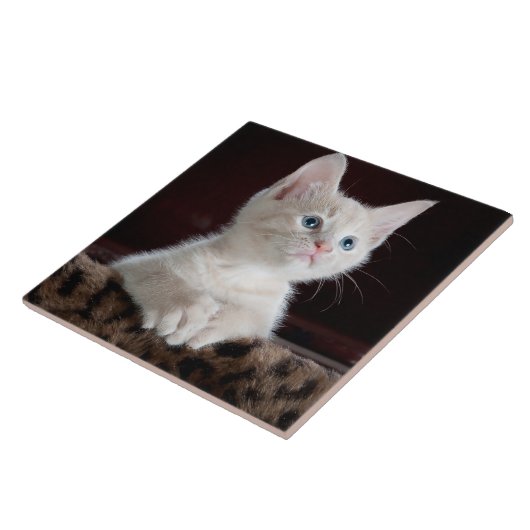 Carreau Portrait blanc mignon de chaton (Côté)