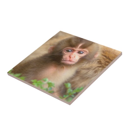 Carreau Portrait de bébé singe des neiges (Côté)