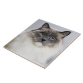 Carreau Portrait de chat de Ragdoll (Côté)