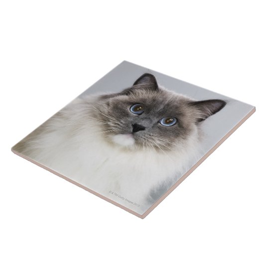 Carreau Portrait de chat de Ragdoll (Côté)