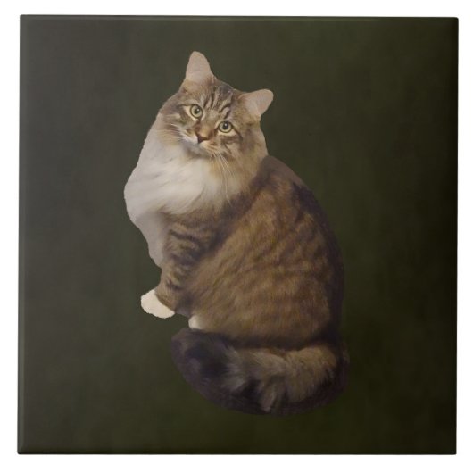 Carreau Portrait de chat Maine Coon (Devant)