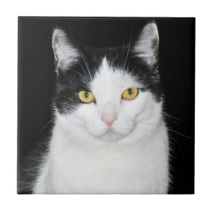 Carreau Portrait de chat noir et blanc