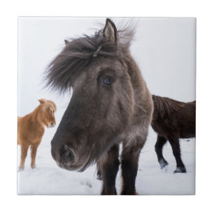 Carreau Portrait de cheval islandais, Islande