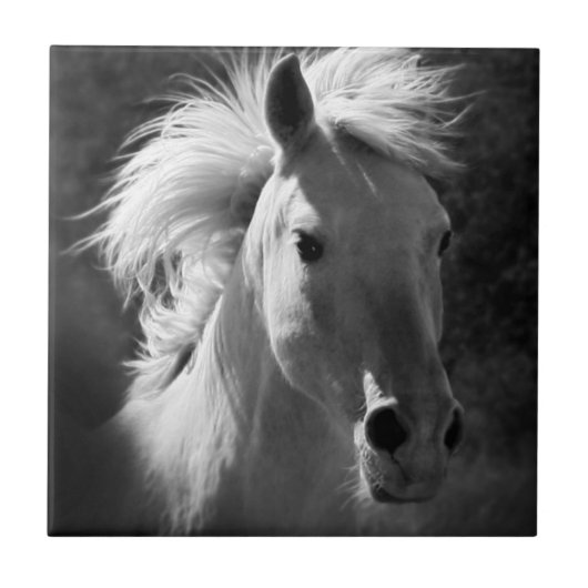 Carreau Portrait de cheval V (Devant)