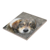 Carreau Portrait de chien (Côté)