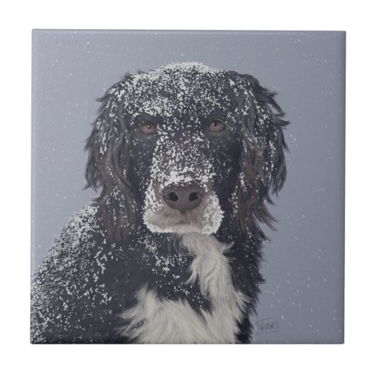 Carreau Portrait de chien croisé Spaniel (Devant)