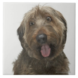 Carreau Portrait de chien de Briard
