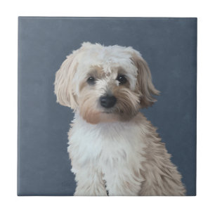 Carreau Portrait de chien Shorkie