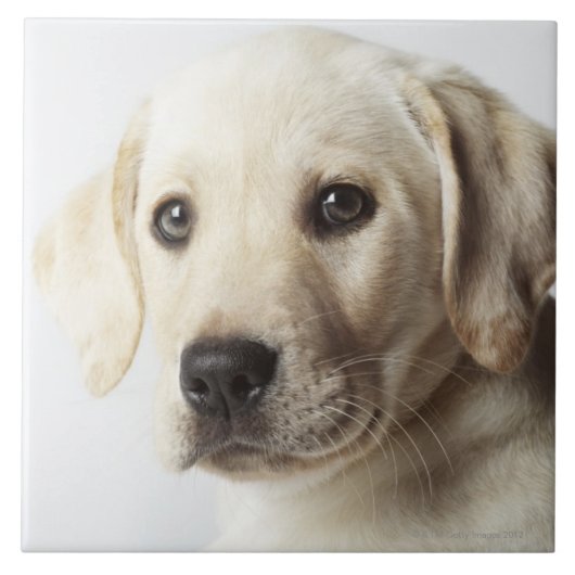 Carreau Portrait de chiot blond de labrador retriever (Devant)