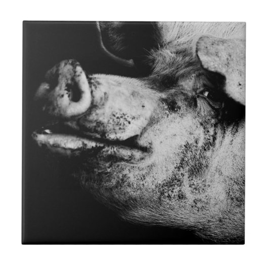 Carreau portrait de cochon (Devant)
