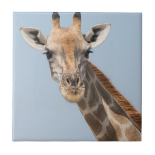 Carreau Portrait de girafe angolais