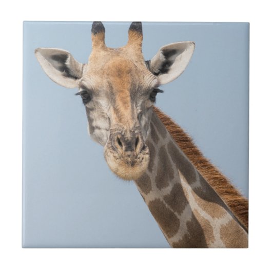 Carreau Portrait de girafe angolais (Devant)