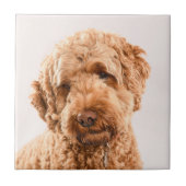 Carreau Portrait de Goldendoodle Studio (Devant)