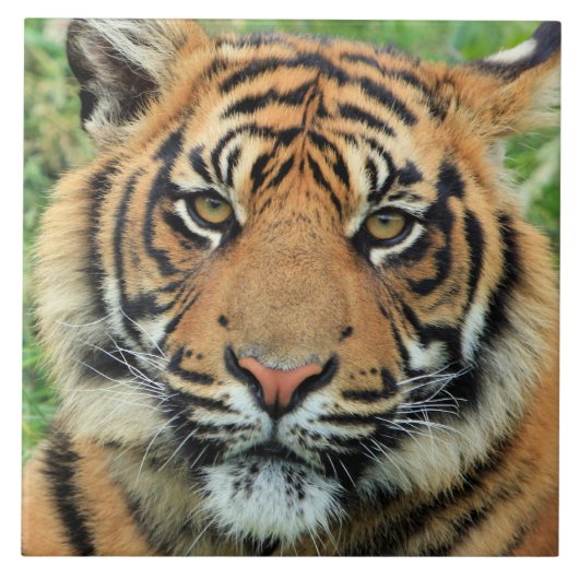 Carreau Portrait de jeune tigre (Devant)