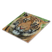 Carreau Portrait de jeune tigre (Côté)