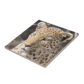 Carreau Portrait de Léopard (Côté)