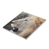 Carreau Portrait de Lion (Côté)