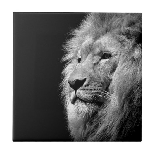 Carreau Portrait de Lion noir blanc - Photographie d'anima (Devant)
