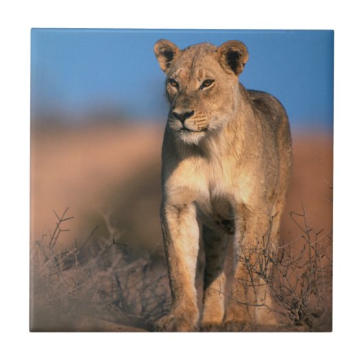 Carreau Portrait de lionne (Panthera Leo) (Devant)