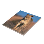 Carreau Portrait de lionne (Panthera Leo) (Côté)