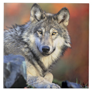 Carreau Portrait de loup